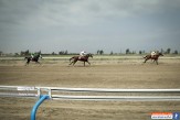 قطب اسب اصیل عرب کشور، مکان استاندارد ندارد